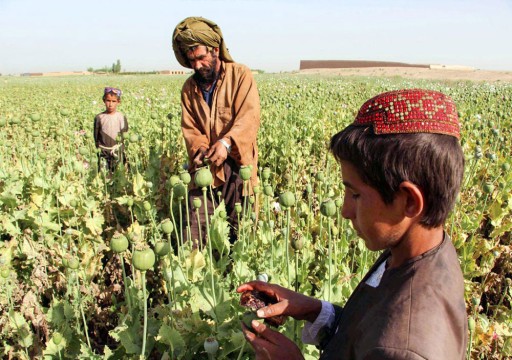 زعيم طالبان يأمر بحظر زراعة "خشخاش الأفيون" في أفغانستان
