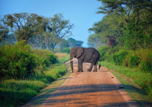 فيل يقتل سائحاً سعودياً في حديقة عامة بأوغندا