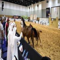 بيع مهرة عربية بسعر 500 ألف درهم في معرض الخيل بدبي