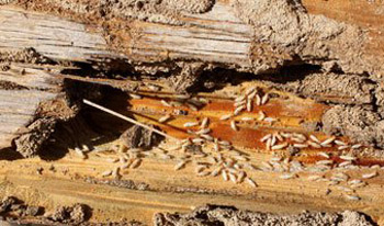 دراسة: النمل الأبيض لديه جهاز شبيه بنظام الملاحة لاستشعار الخطر
