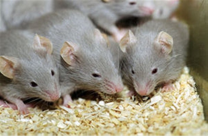 بعد طرده من منزله .. أمريكي يطالب برعاية 300 فأر